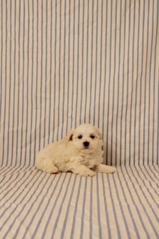 puppy, for, sale, Maltipoo, Matthew B. Stoltzfus, dog, breeder, Gap, PA, dog-breeder, puppy-for-sale, forsale, nearby, find, puppyfind, locator, puppylocator, aca